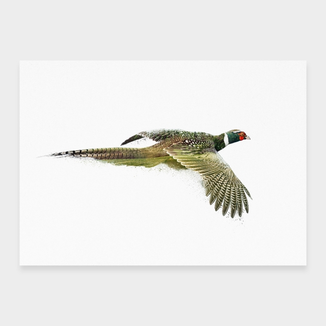 Fliegender Fasan