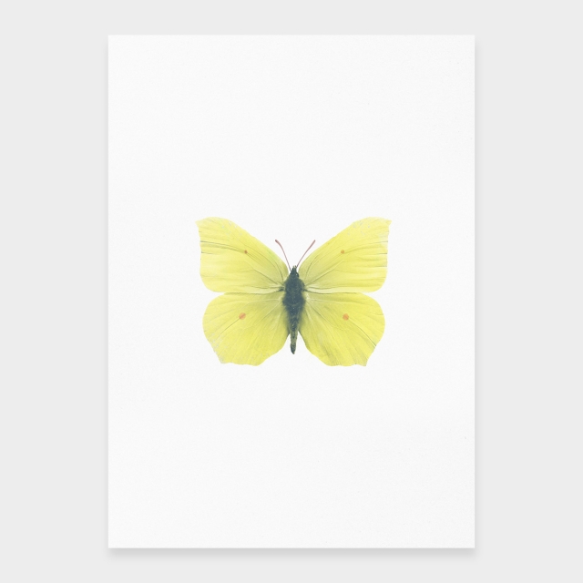 Zitronenschmetterling