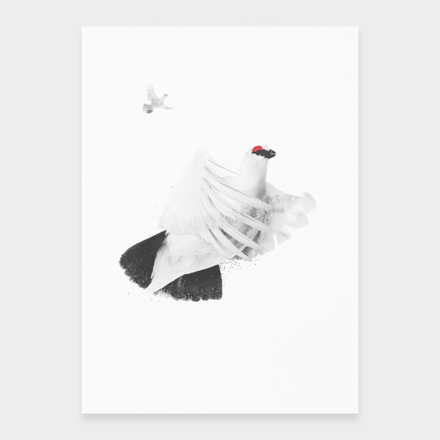Fliegender Schneehuhn