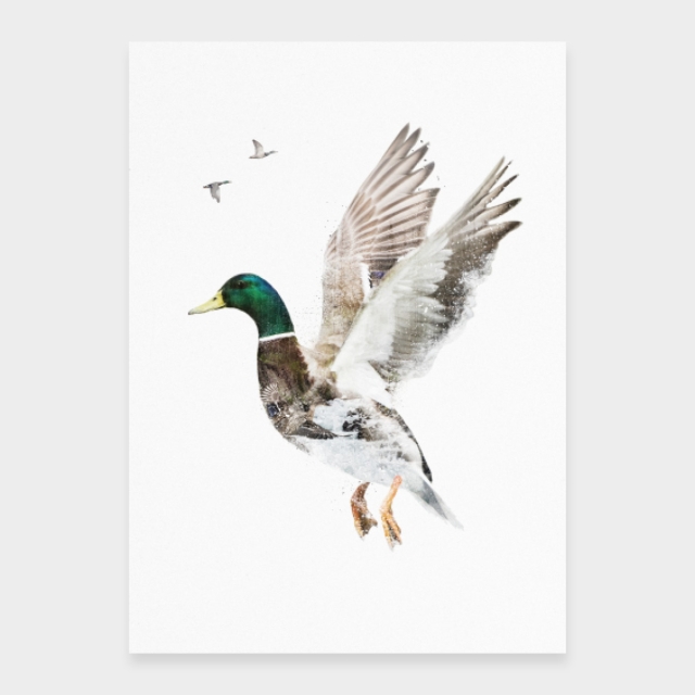 Stockente