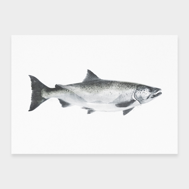 Lachs