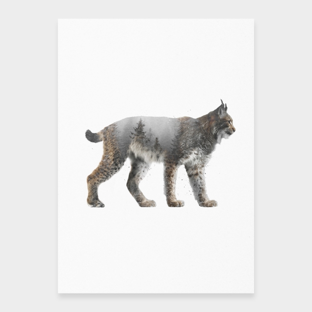 Luchs