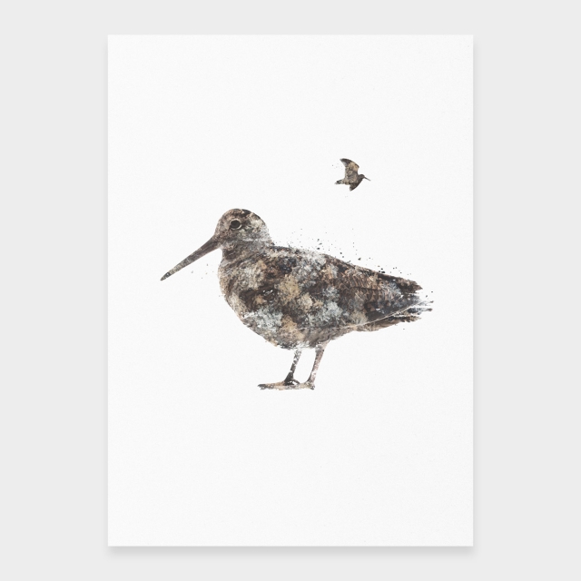 Woodcock