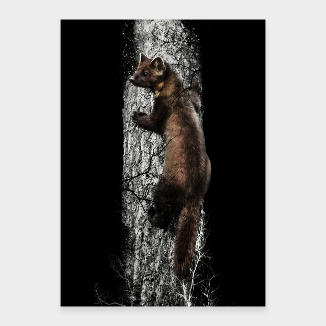 Marten