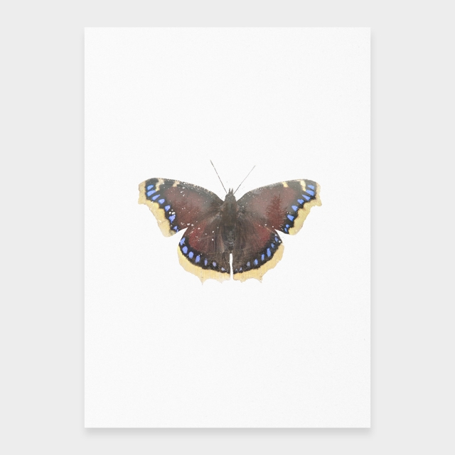 Trauermantel-Schmetterling