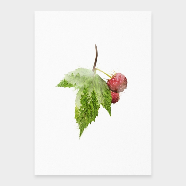 Wilde Himbeeren
