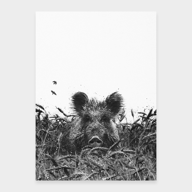 Wildschwein im Getreide