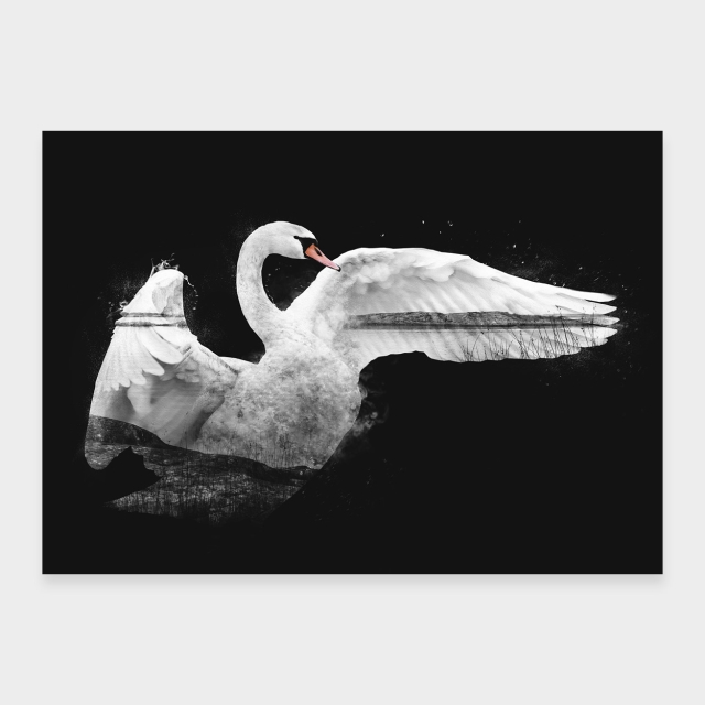 Swan
